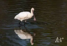 1145字符串p型编码-爱游戏娱乐